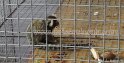 28 marmoset